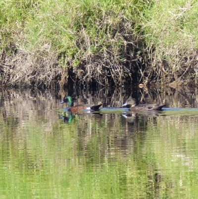 Anas castanea (Chestnut Teal) at Bega, NSW - 14 Apr 2020 by MatthewHiggins