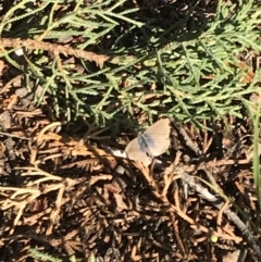 Zizina otis (Common Grass-Blue) at Griffith, ACT - 19 Apr 2020 by ianandlibby1