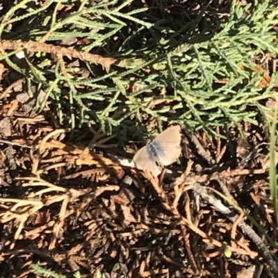 Zizina otis (Common Grass-Blue) at Griffith, ACT - 18 Apr 2020 by ianandlibby1