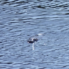 Ornithorhynchus anatinus (Platypus) at Bega, NSW - 14 Apr 2020 by MatthewHiggins