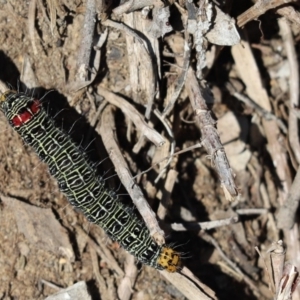 Phalaenoides glycinae at Cook, ACT - 19 Apr 2020