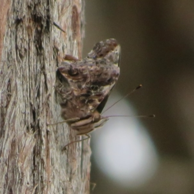 Vanessa itea (Yellow Admiral) at Dunlop, ACT - 14 Apr 2020 by Christine