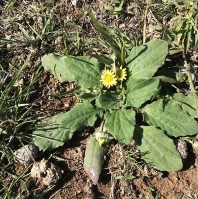 Cymbonotus sp. (preissianus or lawsonianus) (Bears Ears) at Amaroo, ACT - 15 Apr 2020 by walter