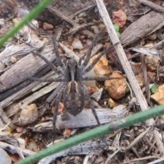 Lycosidae (family) (Unidentified wolf spider) at The Pinnacle - 14 Apr 2020 by Christine