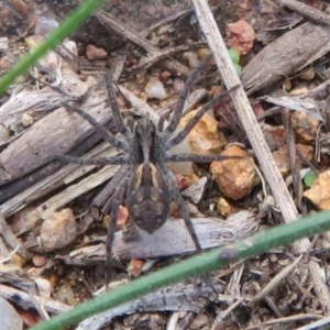 Lycosidae (family) at Dunlop, ACT - 14 Apr 2020