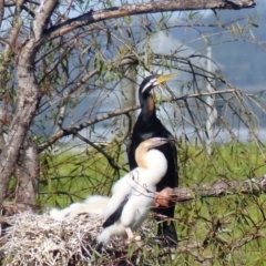 Anhinga novaehollandiae (Australasian Darter) at Bega, NSW - 14 Apr 2020 by MatthewHiggins