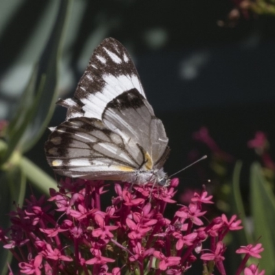 Belenois java (Caper White) at Higgins, ACT - 19 Apr 2020 by AlisonMilton