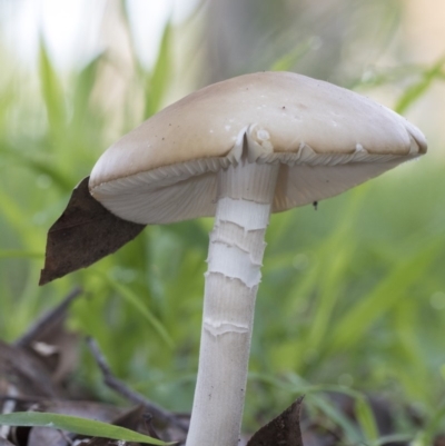 Unidentified Fungus at Higgins, ACT - 13 Apr 2020 by Alison Milton