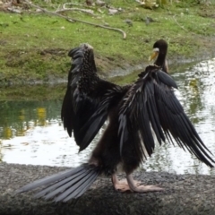 Anhinga novaehollandiae (Australasian Darter) at Commonwealth & Kings Parks - 13 Apr 2020 by JanetRussell