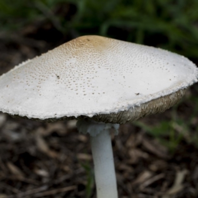 Lepiota s.l. at The Pinnacle - 7 Apr 2020 by Alison Milton