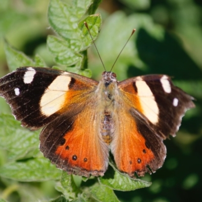 Vanessa itea (Yellow Admiral) at Hughes, ACT - 19 Apr 2020 by LisaH