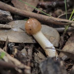 Psathyrella sp. at Dunlop, ACT - 7 Apr 2020 02:37 PM