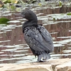 Phalacrocorax sulcirostris (Little Black Cormorant) at Mount Ainslie to Black Mountain - 13 Apr 2020 by JanetRussell