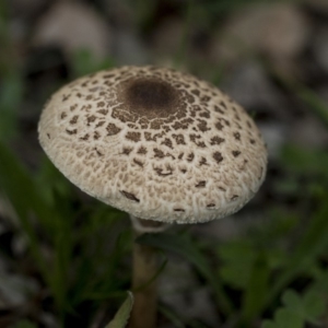 Macrolepiota clelandii at Dunlop, ACT - 7 Apr 2020