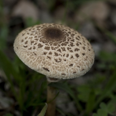 Macrolepiota clelandii (Macrolepiota clelandii) at Dunlop, ACT - 7 Apr 2020 by Alison Milton