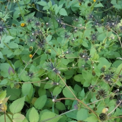 Bidens pilosa (Cobbler's Pegs, Farmer's Friend) at Jerrabomberra, ACT - 19 Apr 2020 by Mike