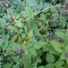 Bidens pilosa at Jerrabomberra, ACT - 19 Apr 2020