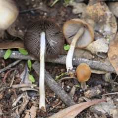 Unidentified Fungus at Dunlop, ACT - 7 Apr 2020 by Alison Milton
