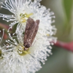 Lepidoptera unclassified ADULT moth (Unidentified - Moth) at Hawker, ACT - 7 Apr 2020 by AlisonMilton