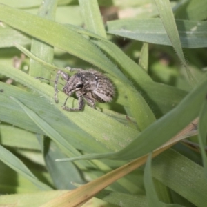 Naupactus leucoloma at Hawker, ACT - 7 Apr 2020