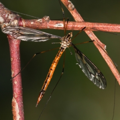 Ptilogyna sp. (genus) (A crane fly) at Dunlop, ACT - 25 Mar 2013 by Bron
