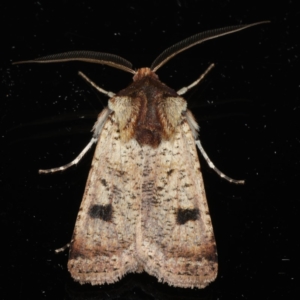 Agrotis porphyricollis at Ainslie, ACT - 18 Apr 2020