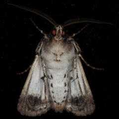 Agrotis porphyricollis at Ainslie, ACT - 18 Apr 2020