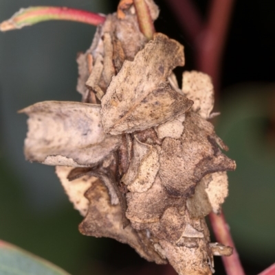 Hyalarcta huebneri (Leafy Case Moth) at West Belconnen Pond - 25 Mar 2013 by Bron