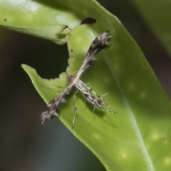 Sphenarches anisodactylus (Geranium Plume Moth) at Higgins, ACT - 21 Mar 2020 by AlisonMilton