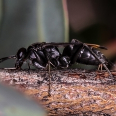 Calopompilus sp. (genus) (Spider wasp) at Dunlop, ACT - 25 Mar 2013 by Bron