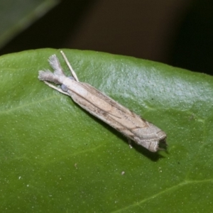 Culladia cuneiferellus at Higgins, ACT - 21 Mar 2020