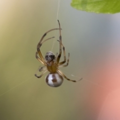 Deliochus sp. (genus) (A leaf curling spider) at Higgins, ACT - 31 Mar 2020 by AlisonMilton