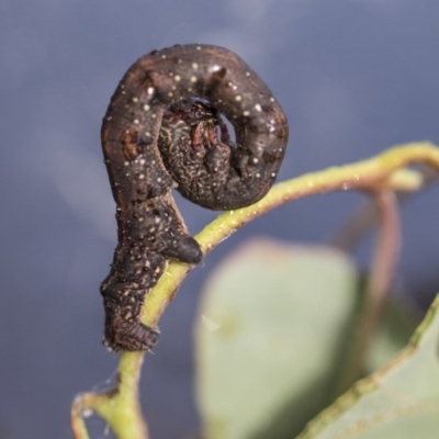 Geometridae (family) IMMATURE (Unidentified IMMATURE Geometer moths) at Higgins, ACT - 12 Apr 2020 by AlisonMilton