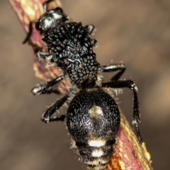 Bothriomutilla rugicollis (Mutillid wasp or velvet ant) at West Belconnen Pond - 25 Mar 2013 by Bron