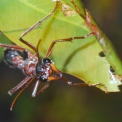 Myrmecia nigriceps (Black-headed bull ant) at Aranda Bushland - 19 Apr 2020 by Harrisi