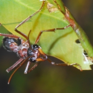 Myrmecia nigriceps at Dunlop, ACT - 19 Apr 2020