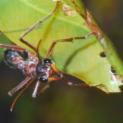 Myrmecia nigriceps (Black-headed bull ant) at Dunlop, ACT - 19 Apr 2020 by Harrisi