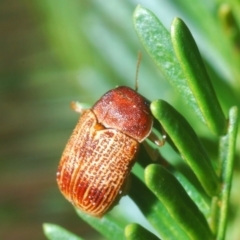 Cadmus sp. (genus) (Unidentified Cadmus leaf beetle) at Dunlop, ACT - 19 Apr 2020 by Harrisi