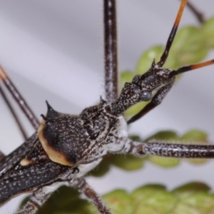 Pnirsus cinctipes at Evatt, ACT - 29 Oct 2015 03:54 PM