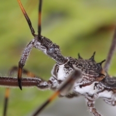 Pnirsus cinctipes at Evatt, ACT - 29 Oct 2015 03:54 PM