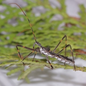 Pnirsus cinctipes at Evatt, ACT - 29 Oct 2015