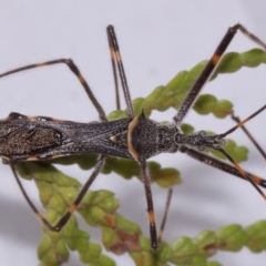 Pnirsus cinctipes at Evatt, ACT - 29 Oct 2015