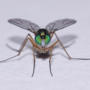 Austrosciapus sp. (genus) at Evatt, ACT - 9 Nov 2015 05:43 PM