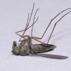 Austrosciapus sp. (genus) at Evatt, ACT - 9 Nov 2015 05:43 PM