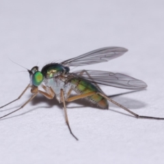 Austrosciapus sp. (genus) at Evatt, ACT - 9 Nov 2015 05:43 PM