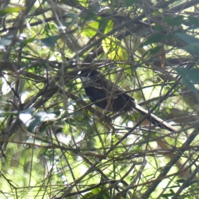 Psophodes olivaceus (Eastern Whipbird) at Black Range, NSW - 12 Apr 2020 by MatthewHiggins