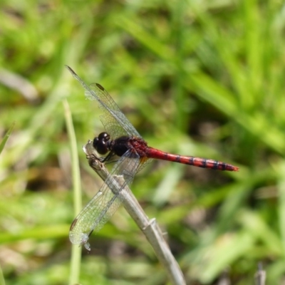 Diplacodes melanopsis (Black-faced Percher) at Black Range, NSW - 13 Apr 2020 by MatthewHiggins