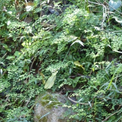 Adiantum aethiopicum (Common Maidenhair Fern) at Black Range, NSW - 13 Apr 2020 by MatthewHiggins