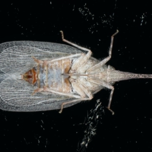 Rentinus dilatatus at Ainslie, ACT - 18 Apr 2020