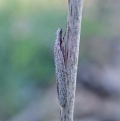 Phryganeutis cinerea (Chezala Group moth) at Mount Painter - 12 Apr 2020 by CathB